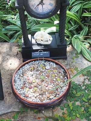 Living stones (plant that looks like pebbles)