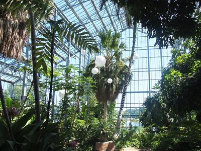 Greenhouse plants