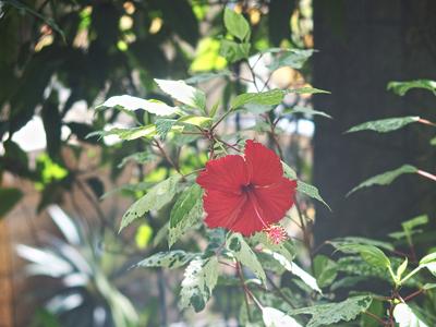 Red hibiscus