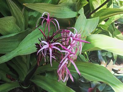Purple spider lily