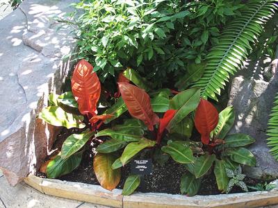 Prince of Orange Philodendron