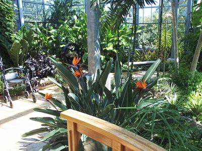 Bird of Paradise #2