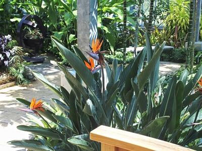 Bird of Paradise #3