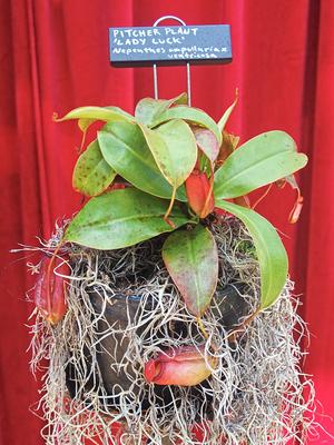 Pitcher plant (Lady luck)