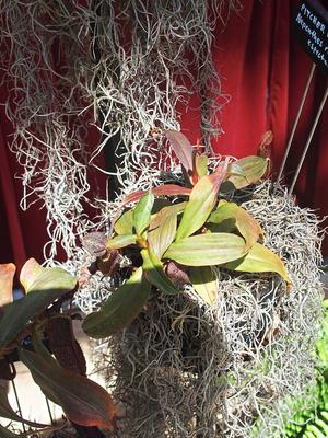 Pitcher plant