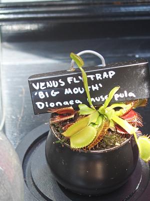 Venus flytrap