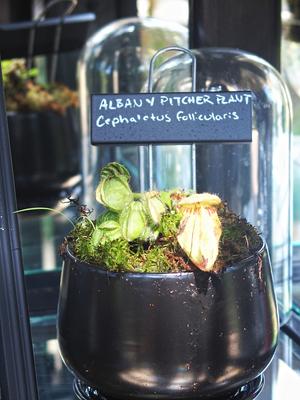 Albany pitcher plant