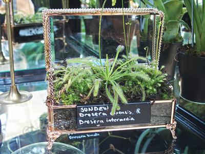 Sundew