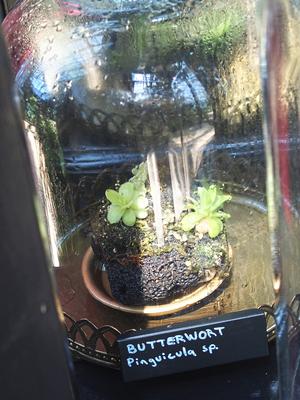 Butterwort
