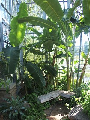 Greenhouse vegetation #3
