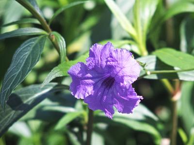 Mexican petunia