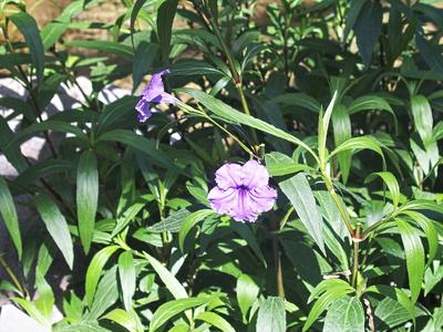 Mexican petunia #3
