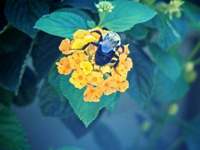Bee