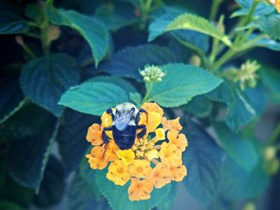 Bee #2