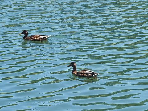 Ducks