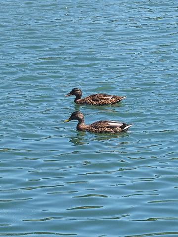 Ducks #2