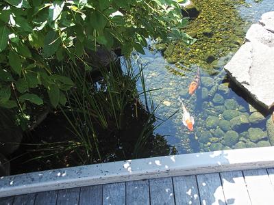 Koi #2