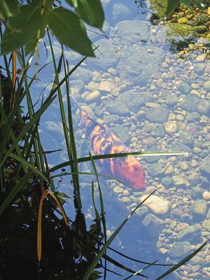 Koi #5