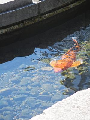 Koi #6