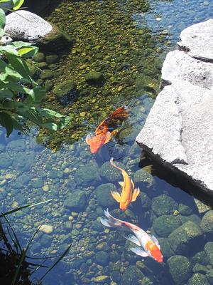 Koi #7