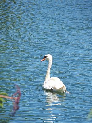 Swan #2