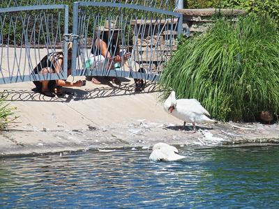 Photographing swans