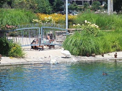 Photographing swans #2