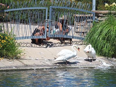 Photographing swans #4
