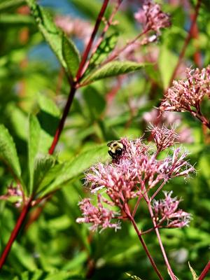 Bee #3