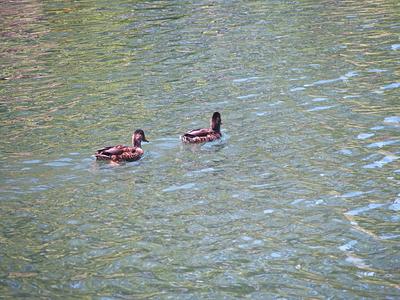 Ducks #3