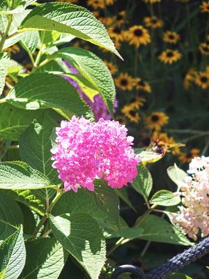 Hydrangea