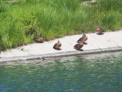 Ducks #5