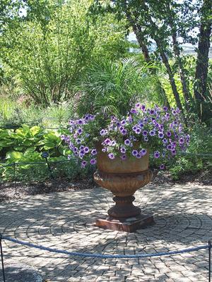 Petunias #3