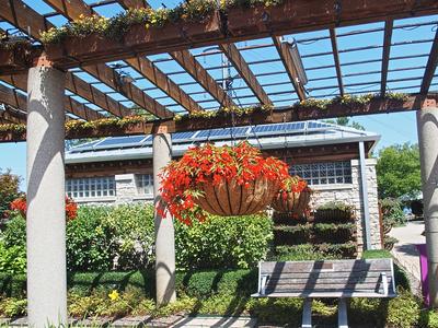 Hanging plants