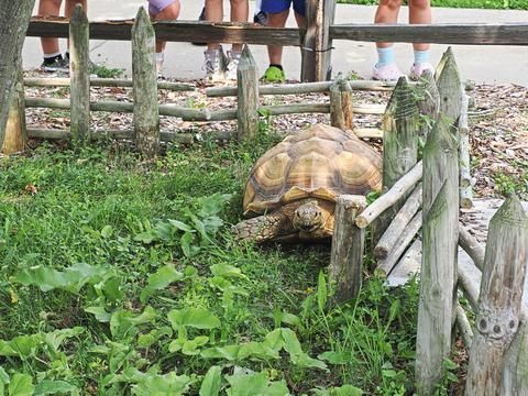 Fast moving turtle