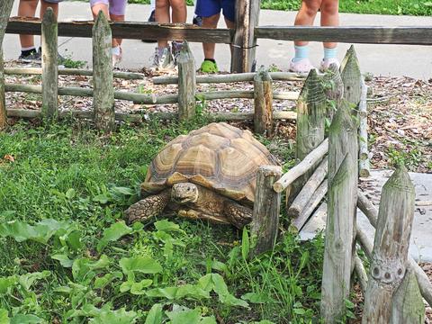 Fast moving turtle #2