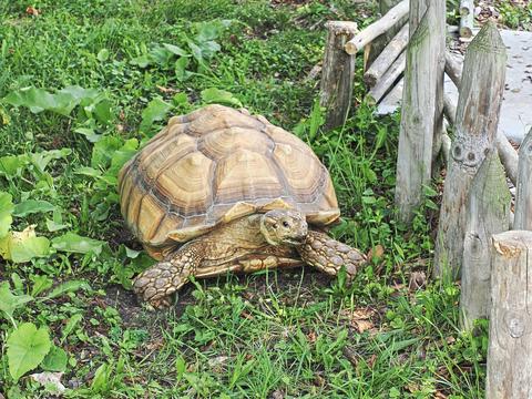 Fast moving turtle #3