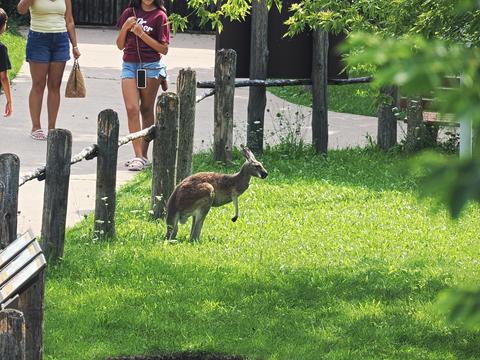 Kangaroo