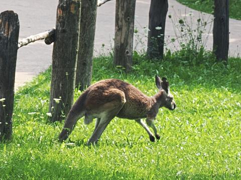 Kangaroo #2