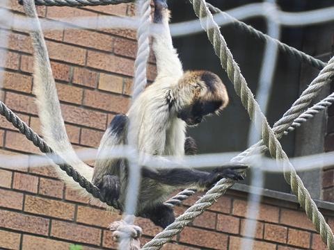 Black-handed Spider Monkey