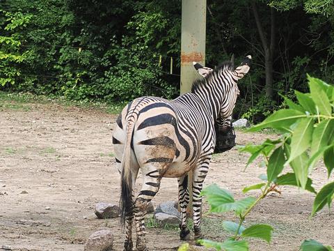Hartmann's Mountain Zebra