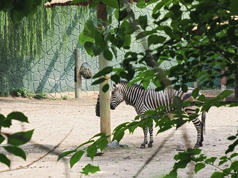 Hartmann's Mountain Zebra #2