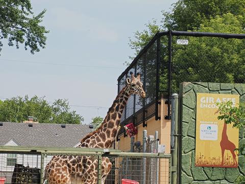 Masai Giraffe