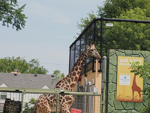 Masai Giraffe #2