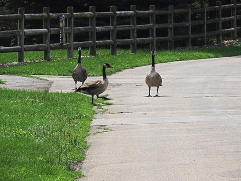Geese