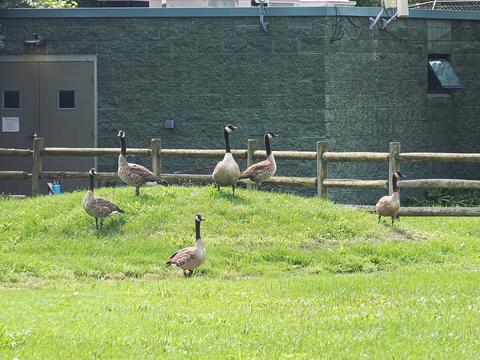 Geese #2