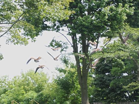 Flying geese