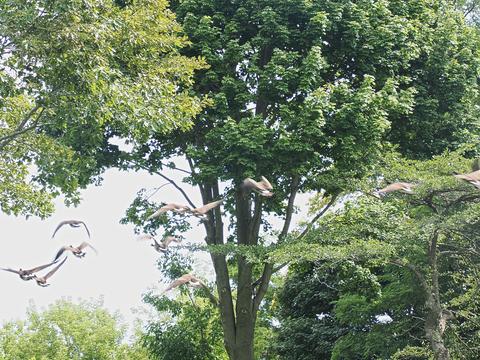 Flying geese #2