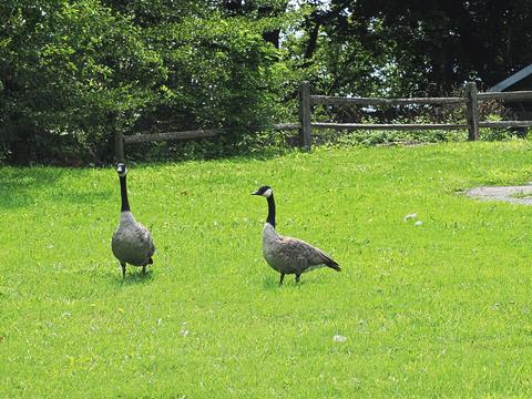 Geese #3