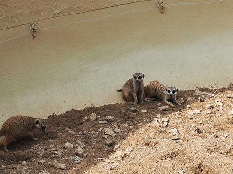 Slender-tailed Meerkat